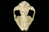 Fossil Oreodont (Merycoidodon) Skull - Wyoming #174373-2